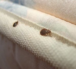 What Do Bed Bugs Look Like
